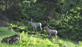 Steinbock Holzstatue im Wald | © Der Fotoigel