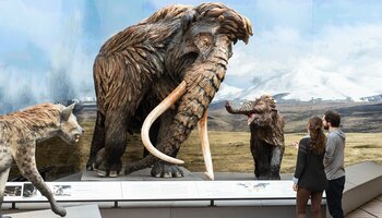 Eiszeit Museum  | © Haus der Natur | Simmerstatter