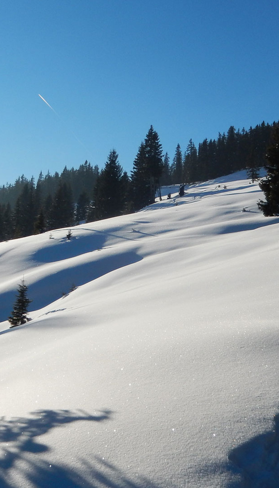 Winterlandschaft mit Bäume im Schnee | © viehhofen.at